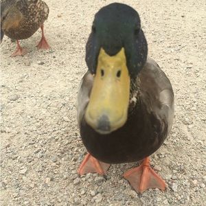 Meet your Posher, Kristine